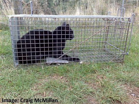 types of feral cat traps